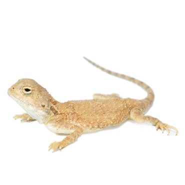 Male Desert Pebble Agama